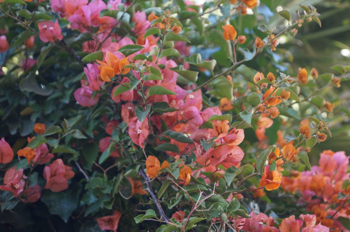 Bougainvillea flowers