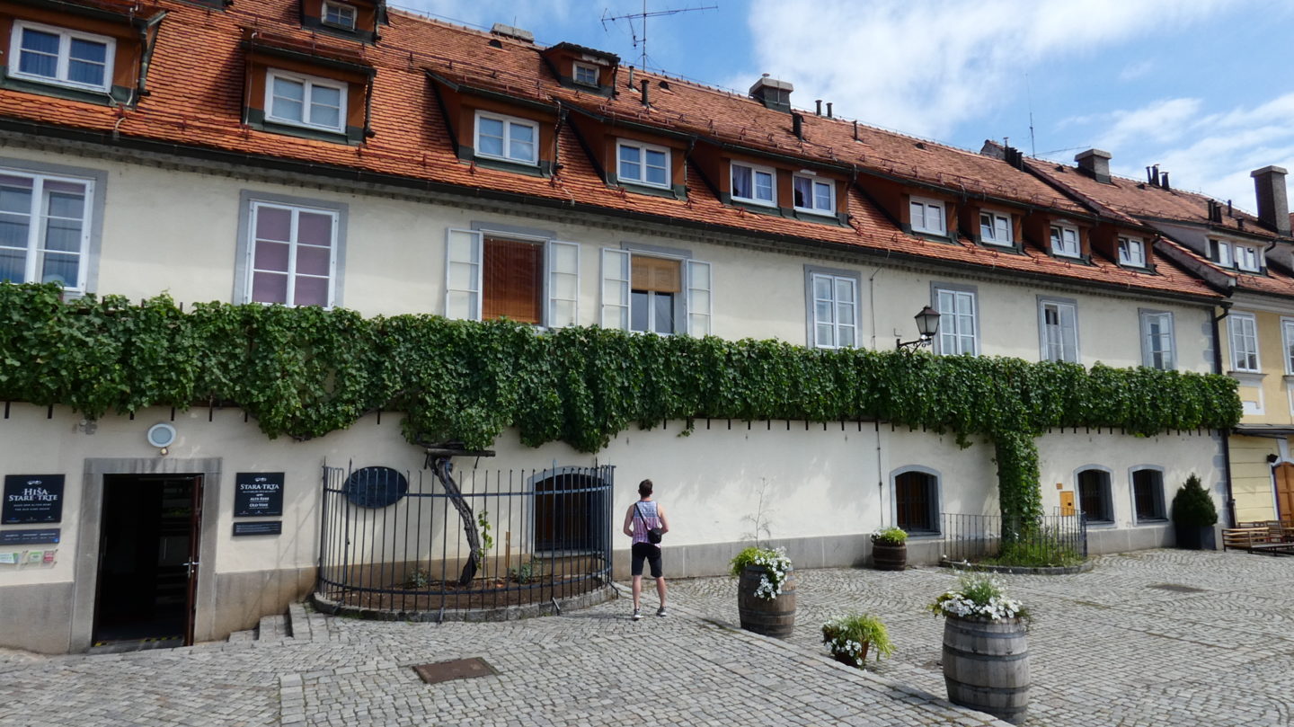 7 things you must see in Maribor
