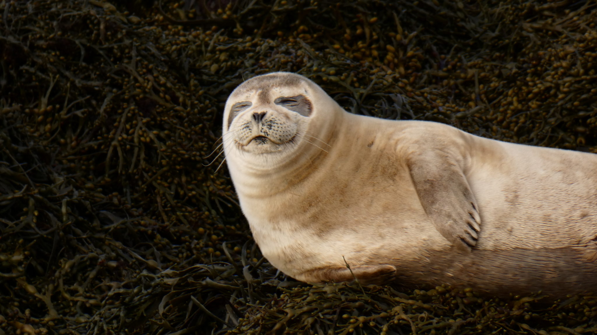 seals sleeping during our Iceland ring road itinerary