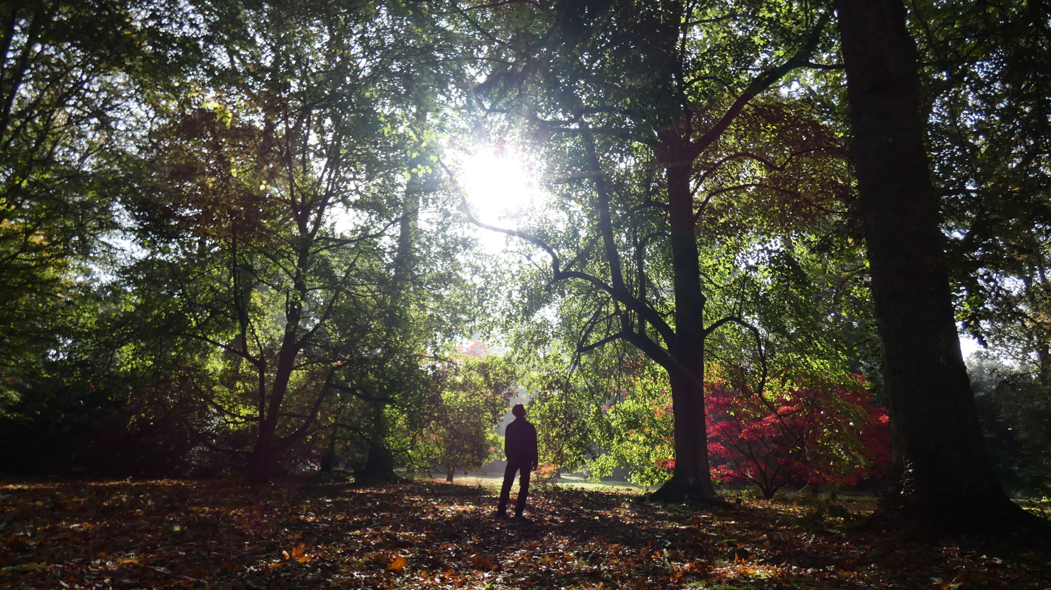 places to visit in the cotswolds westonbirt arboretum light
