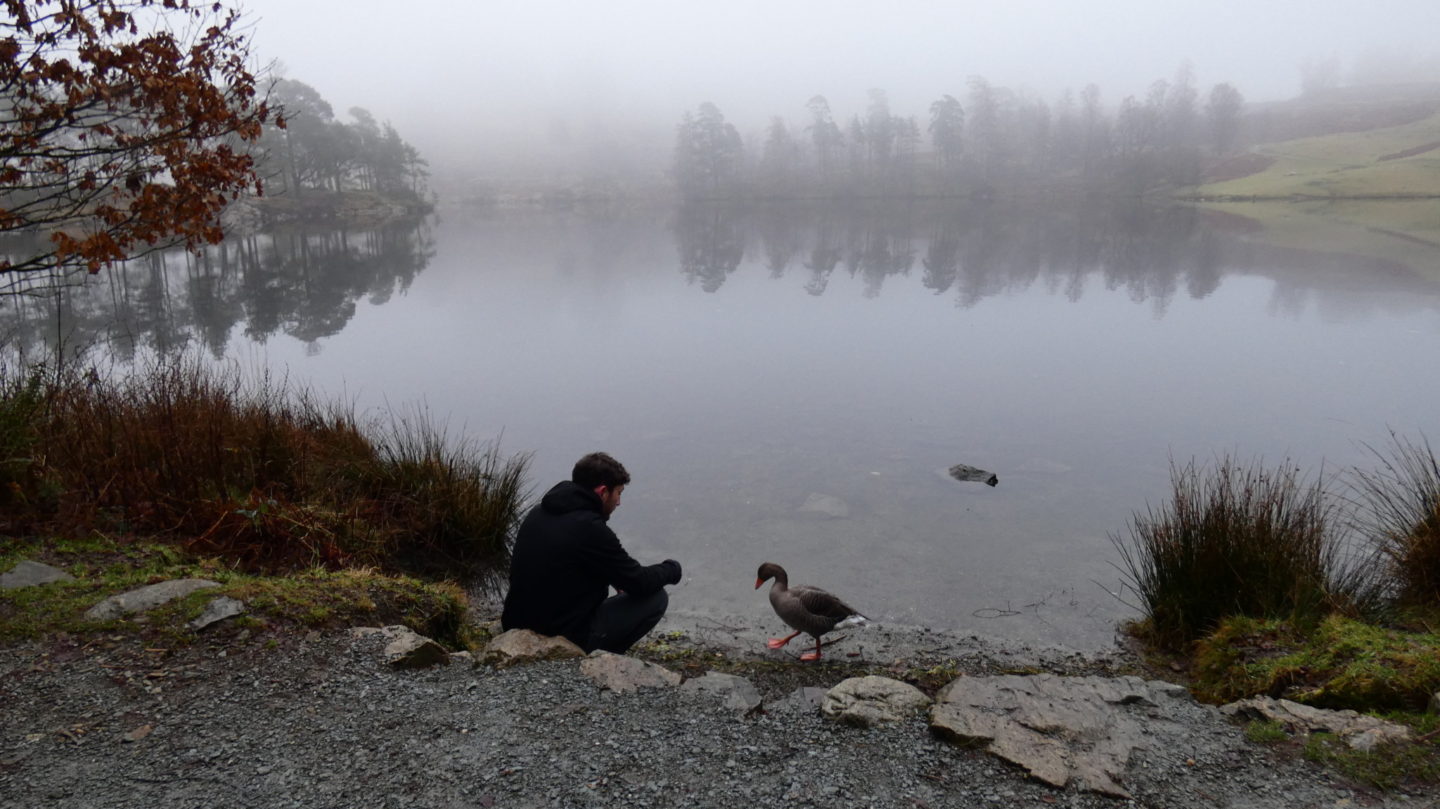 Tarn Hows in the fog with a friendly goose