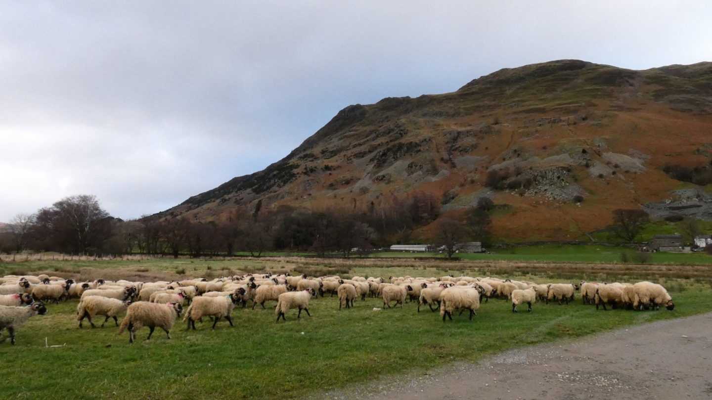 sheep around Ullswater
