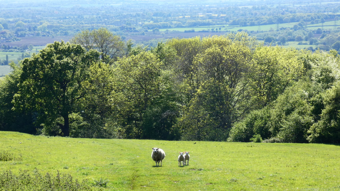 12 of the best circular walks in the Cotswolds • TTT • Travel Blog