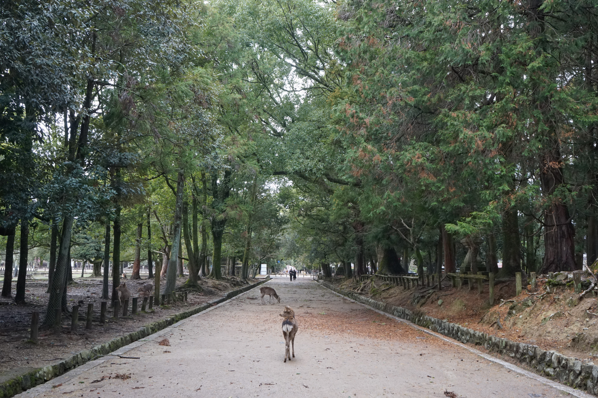How To Get From Kyoto To Nara
